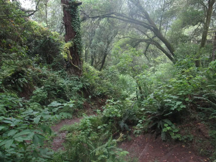 Overgrown Trail