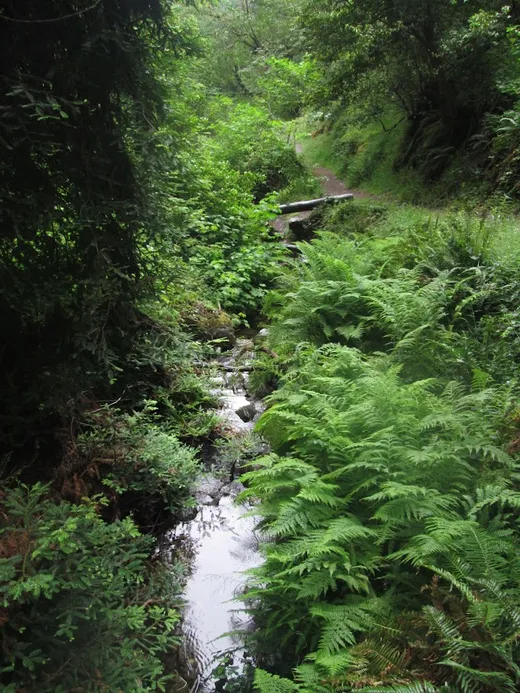 Overgrown River