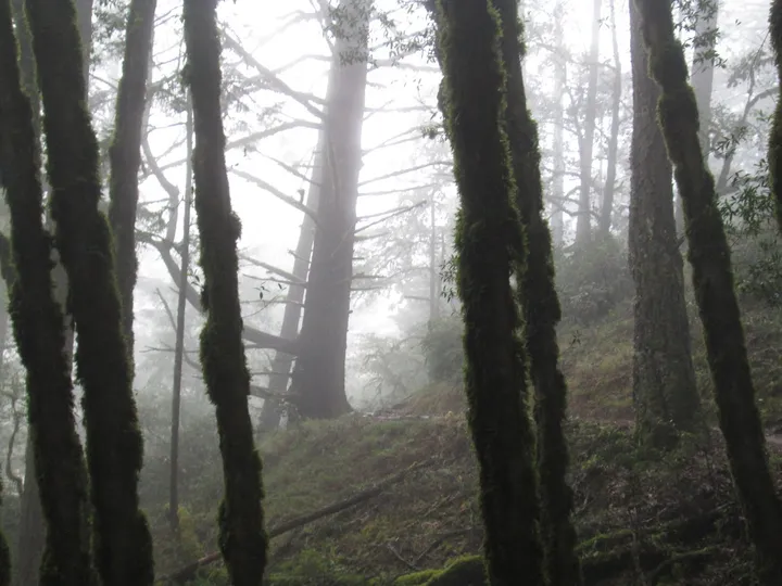 Very Foggy Tree-Line