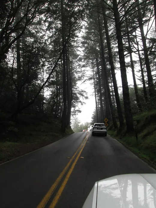 Driving through foggy forests
