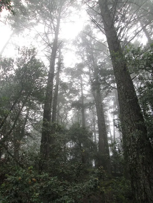 Foggy tree-line