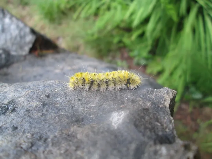 Spiky Fuzzy Caterpillar!!