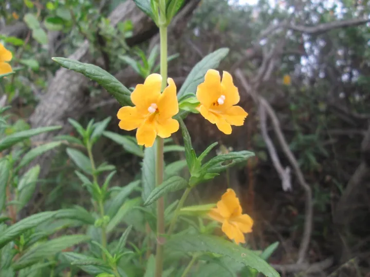 Cute Orange Flower (orange bush monkey-flower)