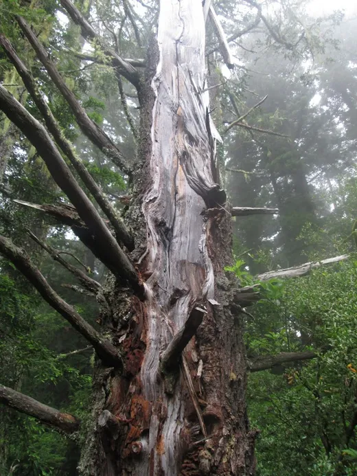 Cool Dead Tree