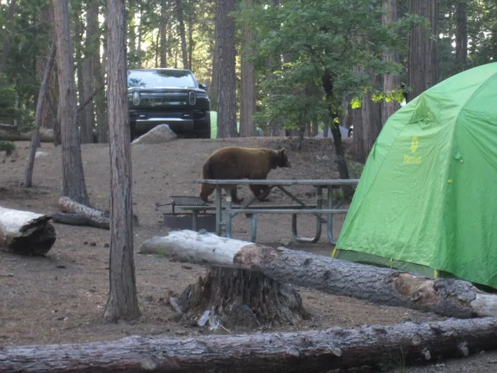 The bear